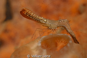 Donald Duck Shrimp on a sponge by Volker Lonz 